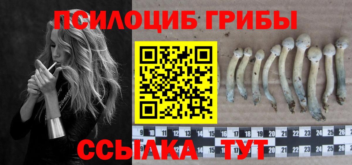 купить закладку  Вход с VPN  Касимов  Псилоцибиновые грибы Psilocybe 